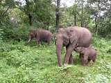 1024px-A_family_group_of_elephants_in_Mudumalai_TR_AJTJohnsingh.jpg